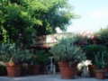 dsc00438.jpg