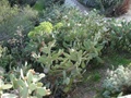 dsc00444.jpg